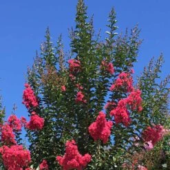 Crape Myrtle 'Tuscarora' Standard Trunk