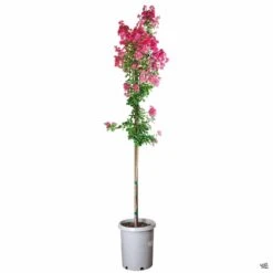 Crape Myrtle 'Tuscarora' Standard Trunk -Plant Sales Shop CrapeMyrtle Tuscarora 15galStd 31161580 cad6 4e51 b62a 98c6f1f133c6