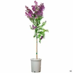 Crape Myrtle 'Twilight' Standard Trunk -Plant Sales Shop CrapeMyrtle TwilightPurple 15galStd ddd766c2 b2de 4524 90eb 9f3ed659d7ff