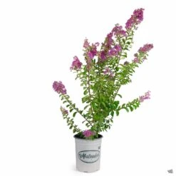 Crape Myrtle 'Twilight' Multi-Trunk -Plant Sales Shop CrapeMyrtle Twilight 5gal Multi Matsudas 46493faf 8085 4db3 8ac3 172bf5bf1233