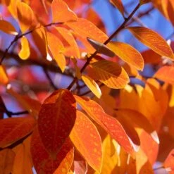 Crape Myrtle 'Twilight' Multi-Trunk -Plant Sales Shop CrapeMyrtle Twilight FallColor