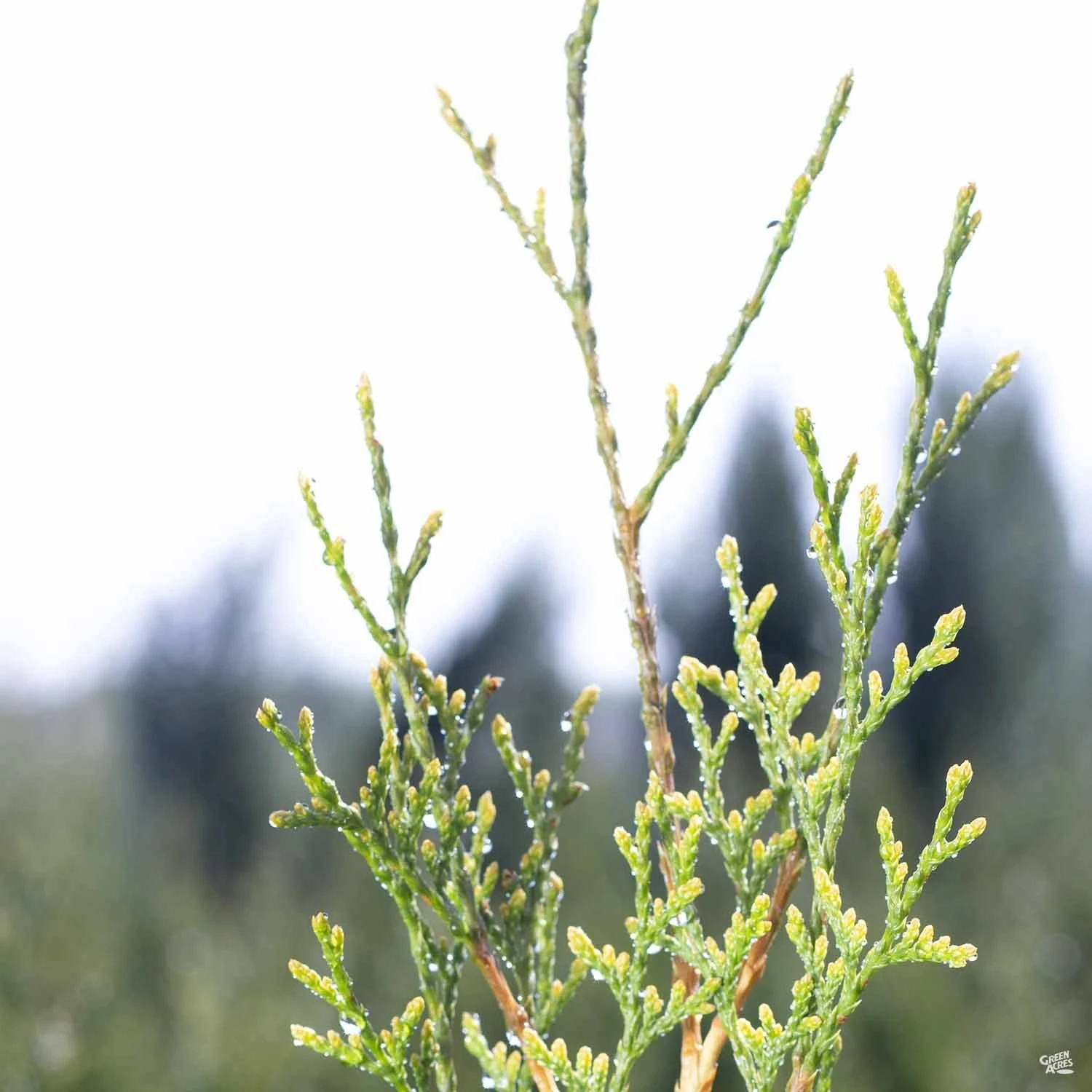 Blue Italian Cypress 2 Blue Italian Cypress - Image 2