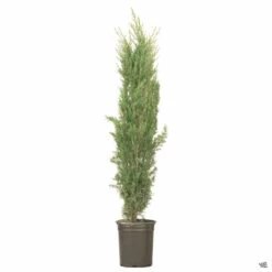 Blue Italian Cypress 5 Blue Italian Cypress -Plant Sales Shop CupressusSempervirensGlauca dd889f97 9d2a 4275 9615 aed7cab7ed35