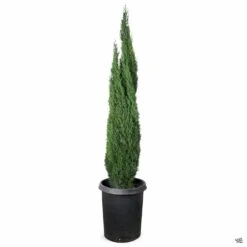 Dwarf Italian Cypress -Plant Sales Shop CupressusSempervirens Dwarf 15gal 3ac64c1a cc70 419f 8fc7 bffa2c00a54f