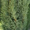 Dwarf Italian Cypress