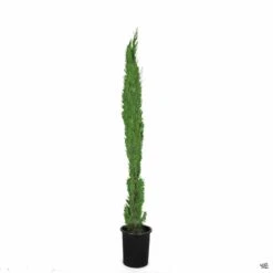 Italian Cypress -Plant Sales Shop Cupressus ItalianCypress 5gal