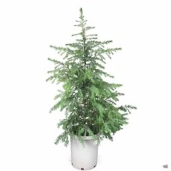 Deodar Cedar -Plant Sales Shop Deodar DeodarCedar 15gal d1aca0c5 3ed6 4df8 8869 436a846ccc22