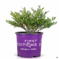 Cinnamon Girl® Distylium -Plant Sales Shop Distylium CinnamonGirl 03T FirstEditions