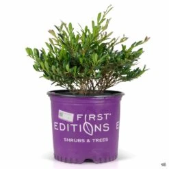 Cinnamon Girl® Distylium -Plant Sales Shop Distylium CinnamonGirl 3gal FirstEditions
