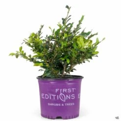 First Editions® Linebacker™ Distylium -Plant Sales Shop Distylium Linebacker 3gal FirstEditions