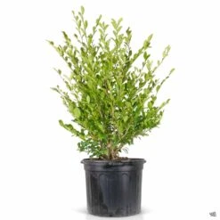 First Editions® Linebacker™ Distylium -Plant Sales Shop Distylium Linebacker 7gal