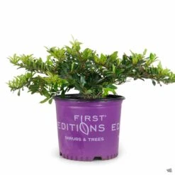 First Editions® Swing Low® Distylium -Plant Sales Shop Distylium SwingLow 3gal FirstEditions