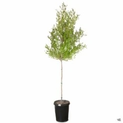 Purple Hopseed Standard Trunk -Plant Sales Shop DodonaeaPurpurea 15gal cda9a6b8 8907 4664 bb9a bb10f18f7bfb