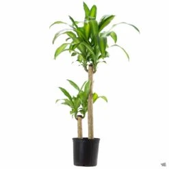 Corn Plant 6 Corn Plant -Plant Sales Shop DracaenaMassangeana 2gal
