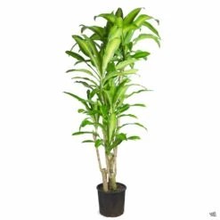 Corn Plant 7 Corn Plant -Plant Sales Shop DracaenaMassangeana 3gal Basic