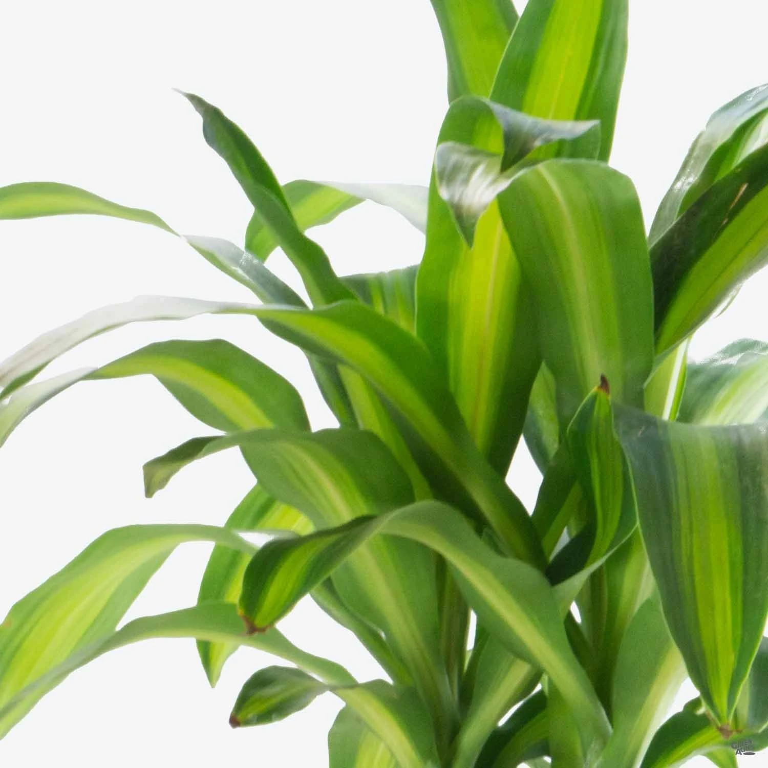 Corn Plant 1 Corn Plant