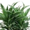 Dracaena 'Warneckii'