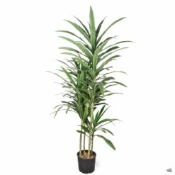 Dracaena 'Warneckii' -Plant Sales Shop DracaenaWarneckeiiCompacta 3gal 0f4f9ff4 821d 43c8 a6d8 1943e85df039