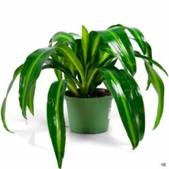 Dracaena 'Hawaiian Sunshine' -Plant Sales Shop Dracaena HawaiianSunshine 6in a64ad7a8 bd2b 4f2a 889e 1c87305c6625