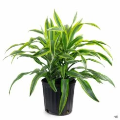 Dracaena 'Lemon Lime' -Plant Sales Shop Dracaena LemonLime 10in 5f26802a 9fb8 4505 b792 74bd98530288