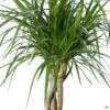 Red-edged Dracaena 'Magenta' Braid