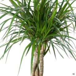 Red-edged Dracaena 'Magenta' Braid