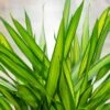 Dracaena Randy™