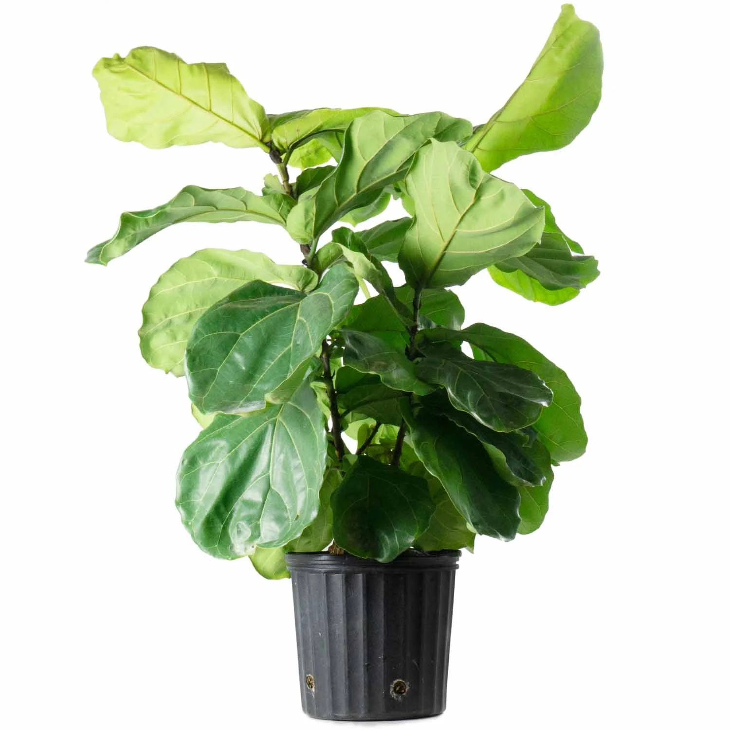 Fiddle Leaf Fig Bush 3 Fiddle Leaf Fig Bush - Image 3
