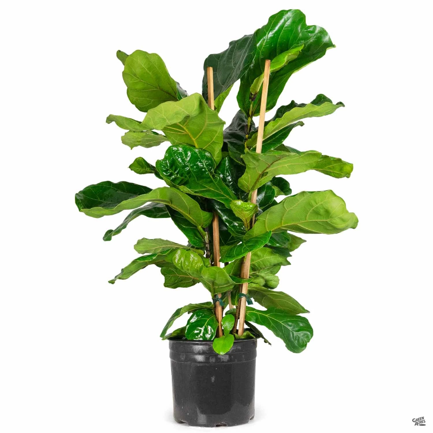 Fiddle Leaf Fig Bush 2 Fiddle Leaf Fig Bush - Image 2