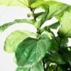 Fiddle Leaf Fig Bush