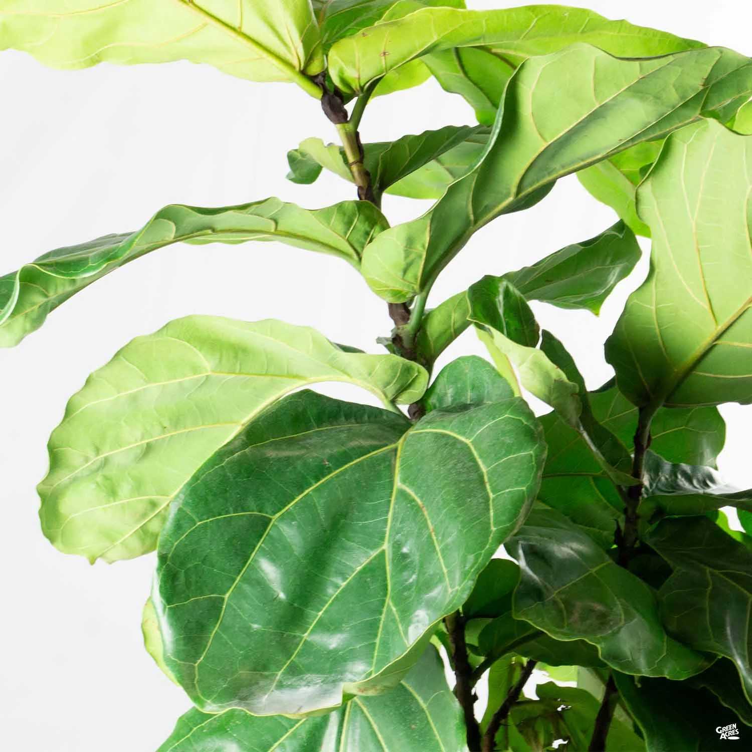 Fiddle Leaf Fig Bush 1 Fiddle Leaf Fig Bush