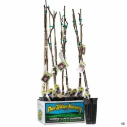 Fig Assorted4" Sleeve -Plant Sales Shop Fig ImprovedBrownTurkey 3inSleeve