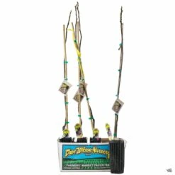 Fig Assorted4" Sleeve -Plant Sales Shop Fig JaniceSeedKadota 3inSleeve