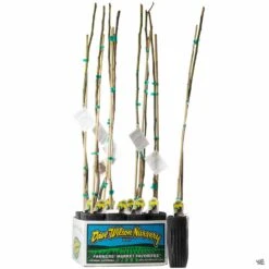 Fig Assorted4" Sleeve -Plant Sales Shop Fig PanacheTiger 3inSleeve