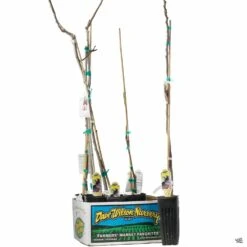 Fig Assorted4" Sleeve -Plant Sales Shop Fig VioletteDeBordeaux 3inSleeve