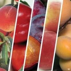 Fruit Salad Multi-Graft Combo #1