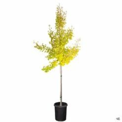 Ginkgo 'Autumn Gold' -Plant Sales Shop Ginkgo AutumnGold 15gal yellowleaves 226b2d8a 8497 4039 9135 9a2f85bbd8ba