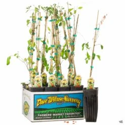 Goji Berry 4" Sleeve