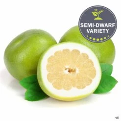 Grapefruit 'Oro Blanco', Semi-Dwarf