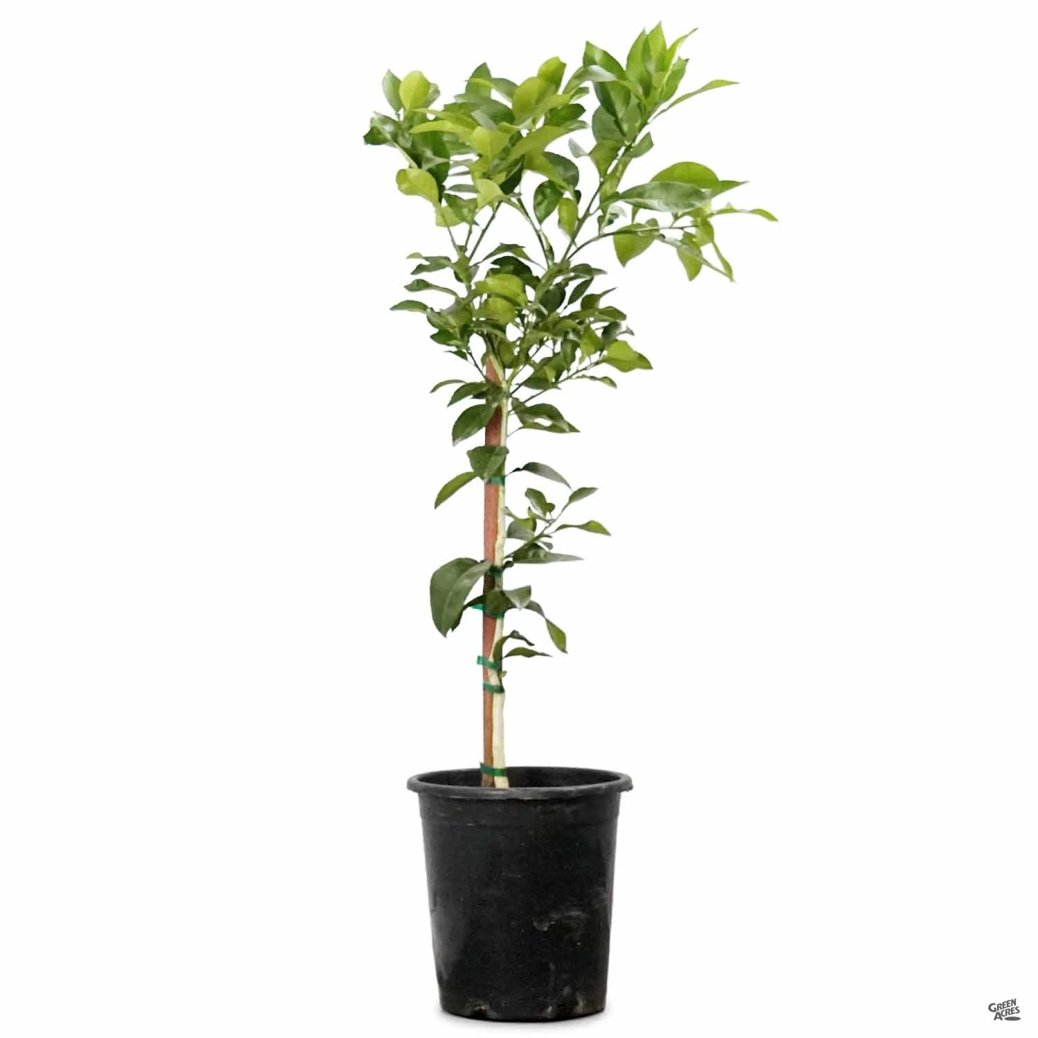 Grapefruit 'Rio Red', Semi-Dwarf 2 Grapefruit 'Rio Red', Semi-Dwarf - Image 2