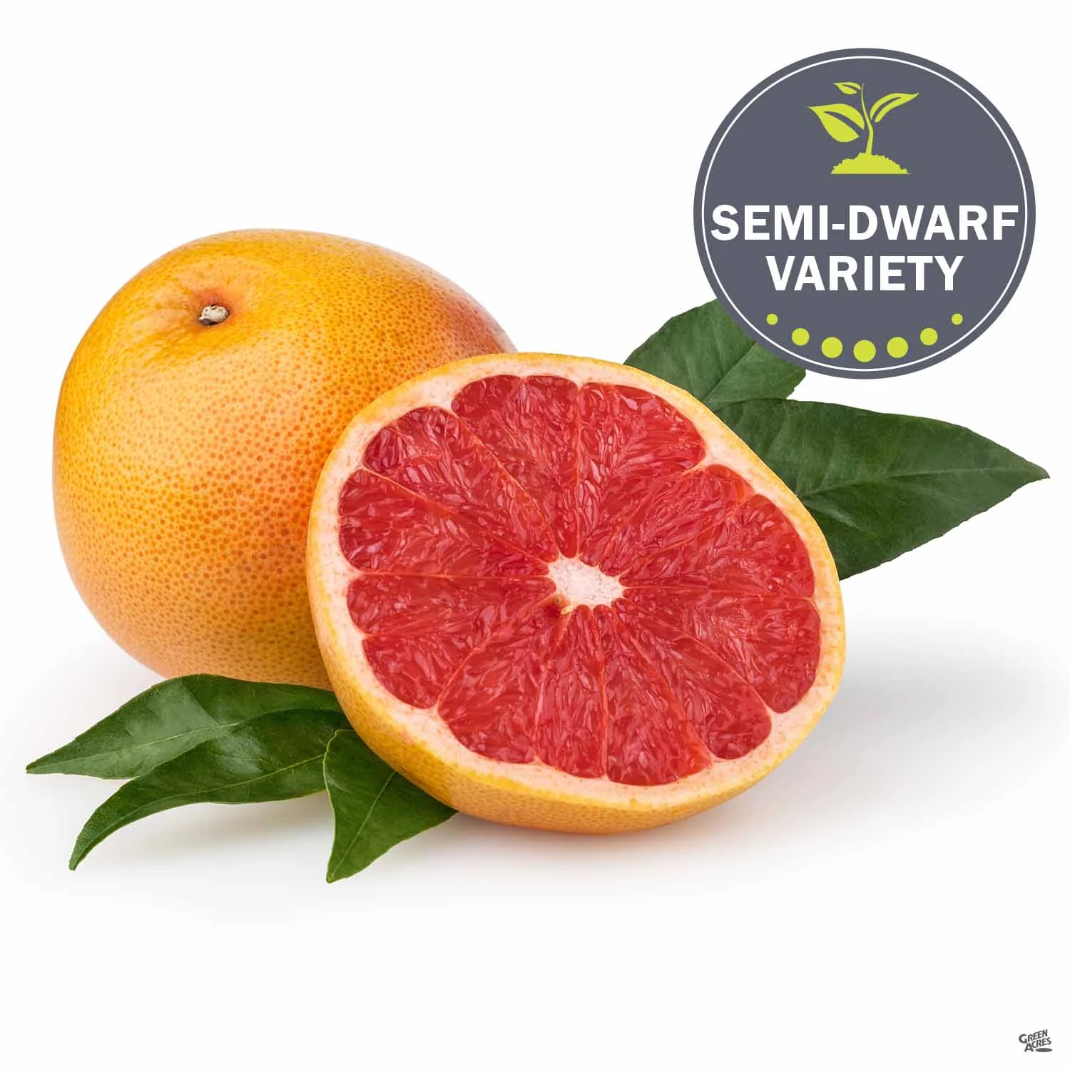 Grapefruit 'Rio Red', Semi-Dwarf 1 Grapefruit 'Rio Red', Semi-Dwarf