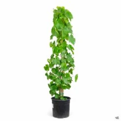 Grape 'Black Monukka' -Plant Sales Shop Grapes BlackMonukka 3gal