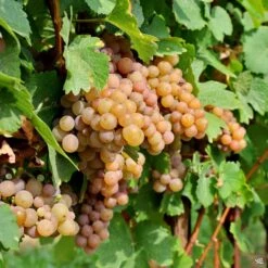 Muscadine Grape 'Carlos'