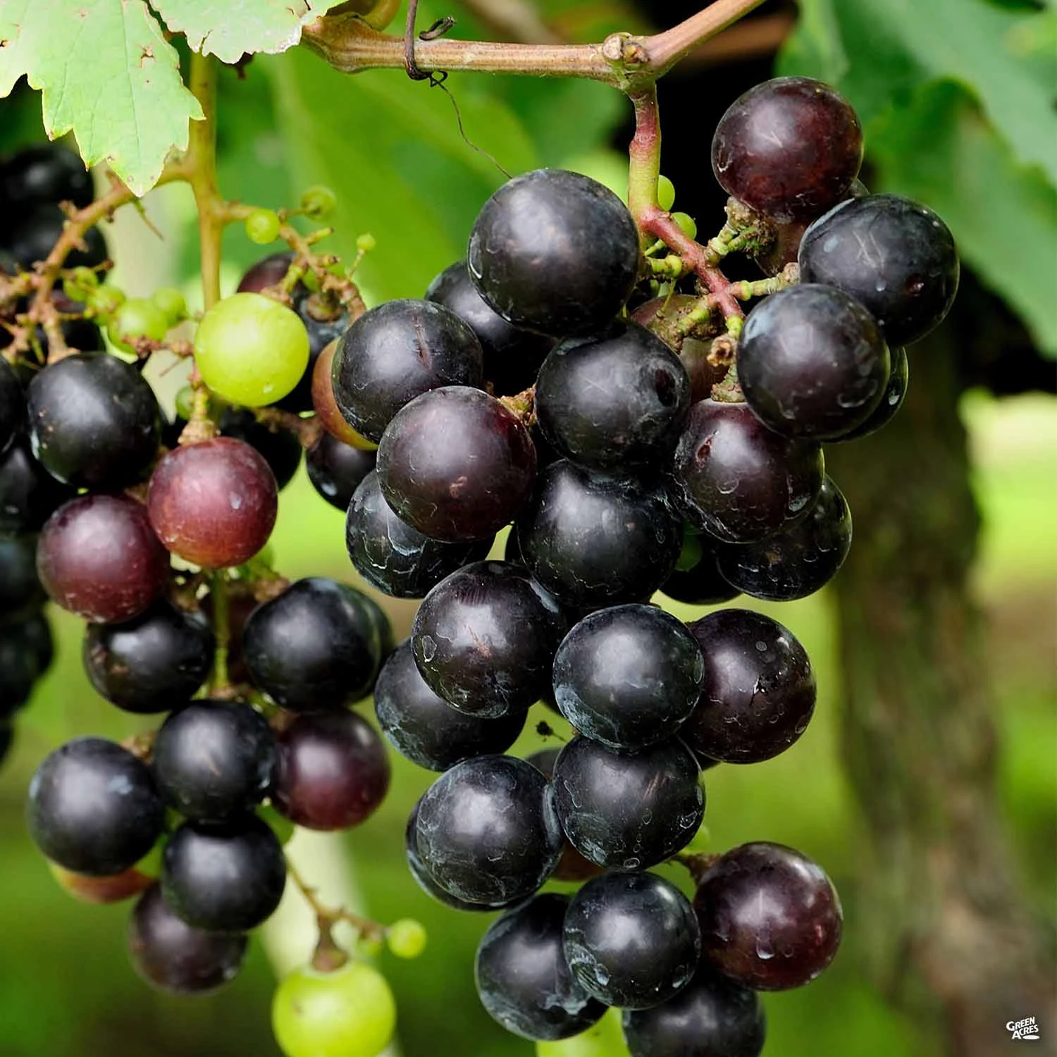 Muscadine Grape 'Cowart' 1 Muscadine Grape 'Cowart'