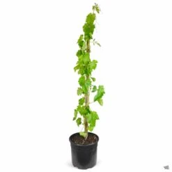 Grape 'Flame Seedless' -Plant Sales Shop Grapes Flameless 3gal