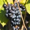 Grape 'Midsouth'