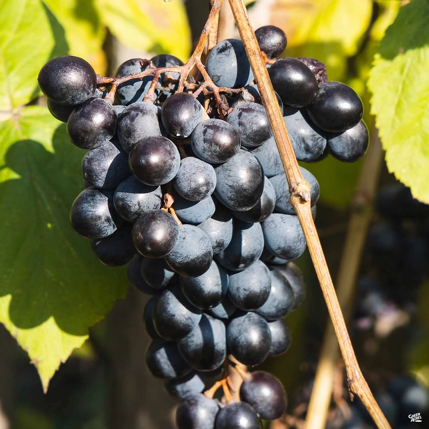 Grape 'Midsouth' 1 Grape 'Midsouth'