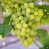 Grape 'Miss Blanc'