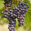 Grape 'Noble'