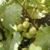 Muscadine Grape 'Scuppernong'